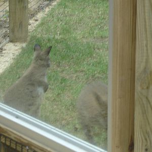 Bennett's Wallabies
