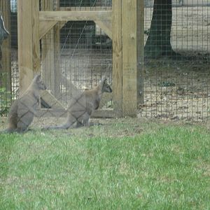 Bennett's Wallabies