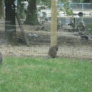 Bennett's Wallabies