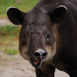 Baird Tapir male
