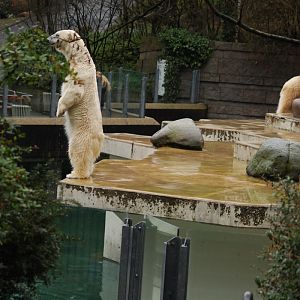 Polarbear exhibit