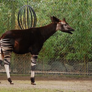 Okapi male