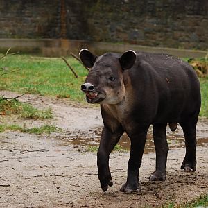 Baird tapir male