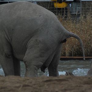 Elephants bading in the freesing Scandinavinan cold...