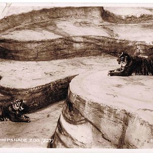 The Tiger Pit @ Whipsnade, circa 1930s