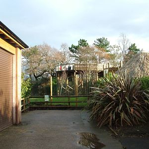 New Philippine Spotted Deer viewing at Chester 06/12/09