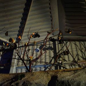 Twilight Zone at Chester 06/12/09