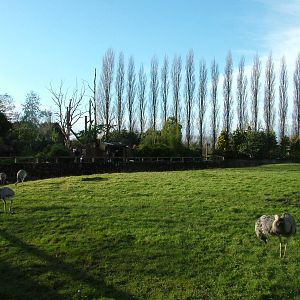 Greater Rhea and Vicuna paddock at Chester 06/12/09