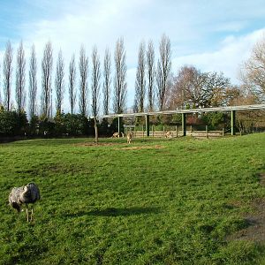 Greater Rhea and Vicuna paddock at Chester 06/12/09