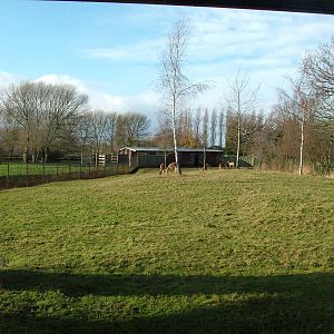 Kafue Flats Lechwe at Chester 06/12/09