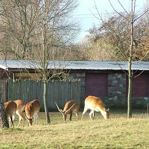 Kafue Flats Lechwe at Chester 06/12/09