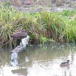 Tsavo Aviary at Chester 06/12/09