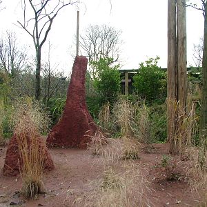 Tsavo Aviary at Chester 06/12/09