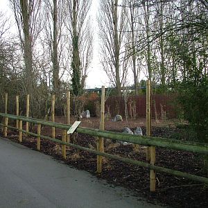 Kirk's Dik-Dik exhibit at Chester 06/12/09
