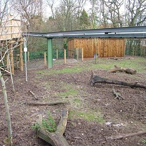 New Visyan Warty Pig exhibit at Chester 06/12/09