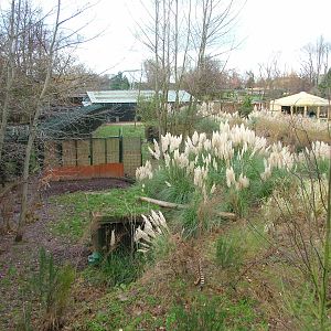 North-eastern Cheetah exhibit at Chester 06/12/09
