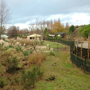 North-eastern Cheetah exhibit at Chester 06/12/09
