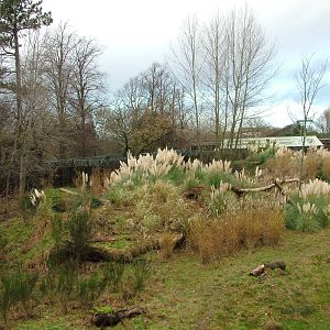 North-eastern Cheetah exhibit at Chester 06/12/09