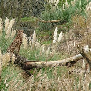 North-eastern Cheetah exhibit at Chester 06/12/09