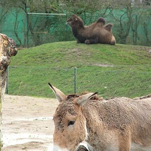 Onager and Bactrian Camel at Chester 06/12/09