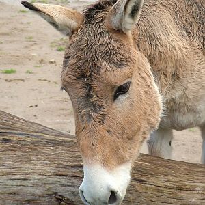 Onager at Chester 06/12/09