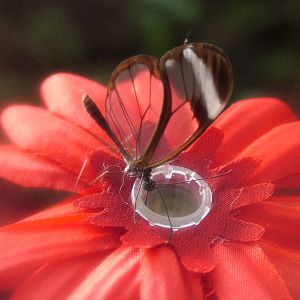 Glasswing Butterfly at Chester 06/12/09