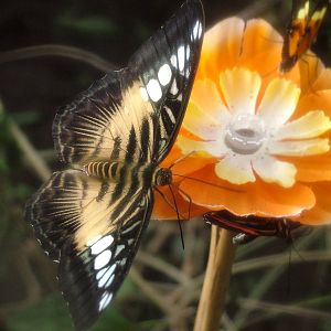 Brown Clipper Butterfly at Chester 06/12/09