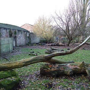 Cattle House Warty Pig enclosure at Chester 06/12/09