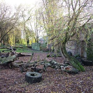 Cattle House Warty Pig enclosure at Chester 06/12/09