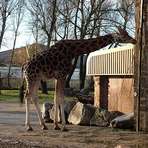 Male Rothschild's Giraffe at Chester 06/12/09
