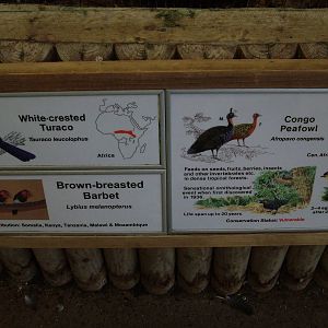 Mixed Aviary at Chester 06/12/09