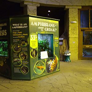 Life on the Lily Pad in Spirit of the Jaguar at Chester 06/12/09