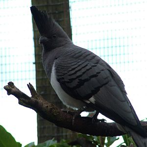 White-bellied Go-away-bird at Chester 06/12/09