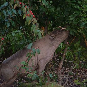 Babirusa at Chester 06/12/09