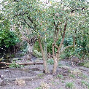 Otter and Babirusa enclosure at Chester 06/12/09