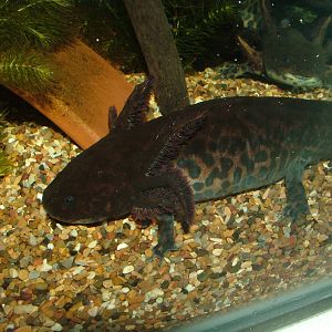 Lake Zacapu Salamander at Chester 06/12/09