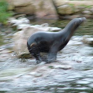 Californian Sealion at Chester 06/12/09