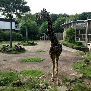 Duisburg Zoo - Giraffe enclosure