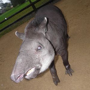 Brazilian Tapir
