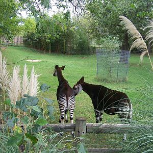 Okapi