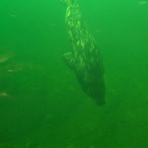 Harbor Seal