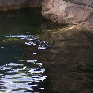 Harbor Seal