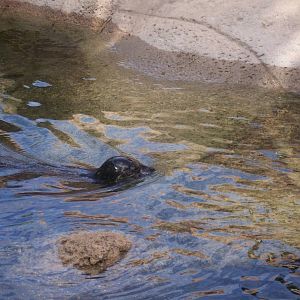 Harbor Seal