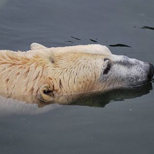 Male polar bear in the water