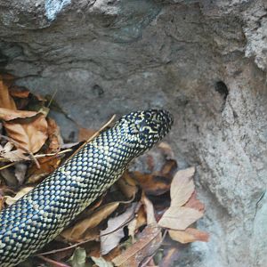 FLORIDA KINGSNAKE