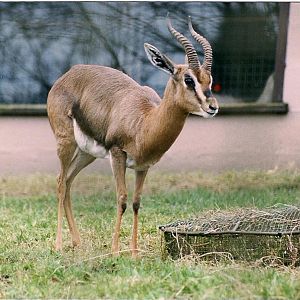 IS THIS A THOMPSON'S GAZZELLE