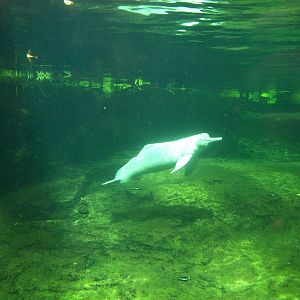 Duisburg Zoo - Rio Negro (boto)