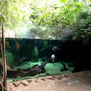 Duisburg Zoo - Rio Negro
