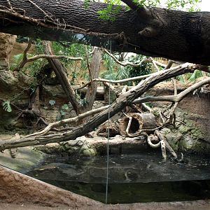 Duisburg Zoo - Rio Negro (tamandua)