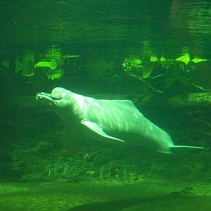 Duisburg Zoo - Boto hunting